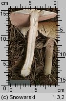 Unidentified-Agaricus-etc (niezidentyfikowane)