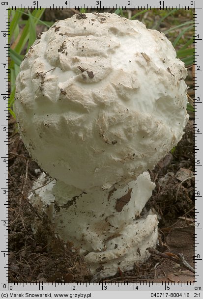 Amanita strobiliformis (muchomor szyszkowaty)