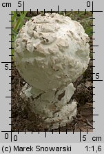 Amanita strobiliformis (muchomor szyszkowaty)