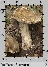 Amanita strobiliformis (muchomor szyszkowaty)