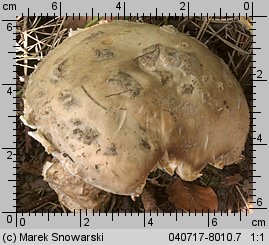 Amanita strobiliformis (muchomor szyszkowaty)