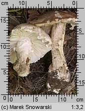 Amanita strobiliformis (muchomor szyszkowaty)