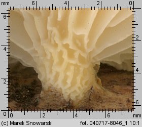 Neofavolus suavissimus (żagiewka anyżkowa)