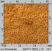 Unidentified-Polyporoid-etc (niezidentyfikowane)