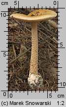 Amanita crocea (muchomor żółtawy)