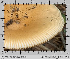 Amanita crocea (muchomor żółtawy)