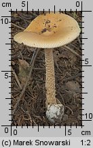 Amanita crocea (muchomor żółtawy)