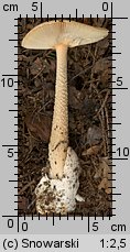 Amanita crocea (muchomor żółtawy)