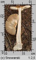 Amanita crocea (muchomor żółtawy)