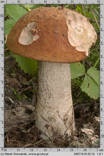 Leccinum aurantiacum (koźlarz czerwony)