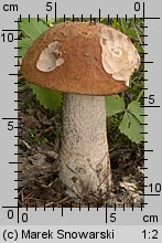 Leccinum aurantiacum (koźlarz czerwony)