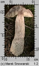 Leccinum aurantiacum (koźlarz czerwony)