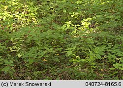 Cantharellus ferruginascens (pieprznik rdzewiejący)