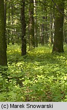 Cantharellus ferruginascens (pieprznik rdzewiejący)