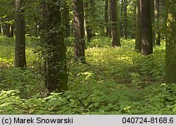 Cantharellus ferruginascens (pieprznik rdzewiejący)