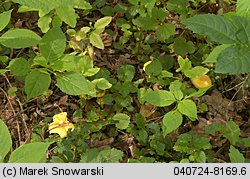 Cantharellus ferruginascens (pieprznik rdzewiejący)