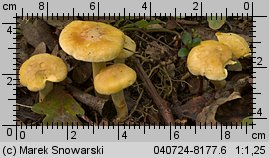 Cantharellus ferruginascens (pieprznik rdzewiejący)