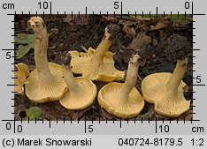 Cantharellus ferruginascens (pieprznik rdzewiejący)