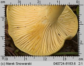 Cantharellus ferruginascens (pieprznik rdzewiejący)