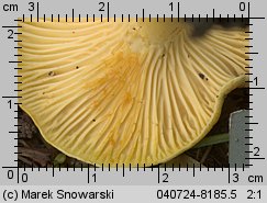 Cantharellus ferruginascens (pieprznik rdzewiejący)