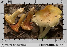 Cantharellus ferruginascens (pieprznik rdzewiejący)