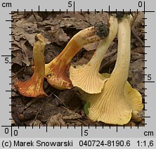 Cantharellus ferruginascens (pieprznik rdzewiejący)