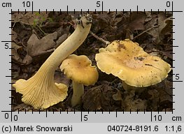 Cantharellus ferruginascens (pieprznik rdzewiejący)