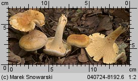 Cantharellus ferruginascens (pieprznik rdzewiejący)