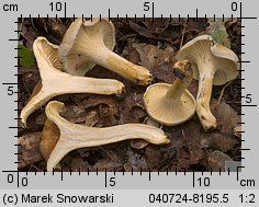 Cantharellus ferruginascens (pieprznik rdzewiejący)