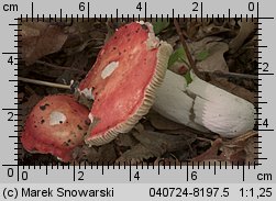 Unidentified-Russula