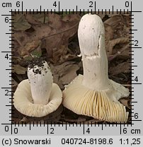 Unidentified-Russula