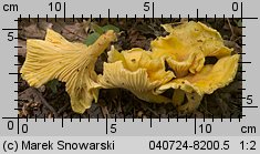 Cantharellus ferruginascens (pieprznik rdzewiejący)