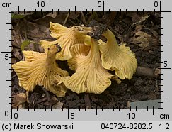 Cantharellus ferruginascens (pieprznik rdzewiejący)