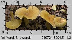 Cantharellus ferruginascens (pieprznik rdzewiejący)