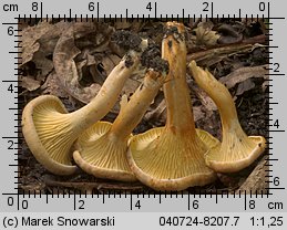 Cantharellus ferruginascens (pieprznik rdzewiejący)