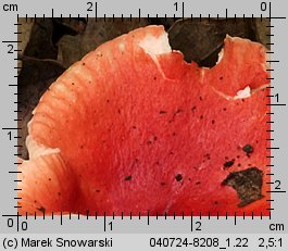 Russula luteotacta (gołąbek żółknący)