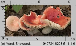 Russula luteotacta (gołąbek żółknący)