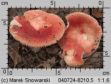 Russula luteotacta (gołąbek żółknący)