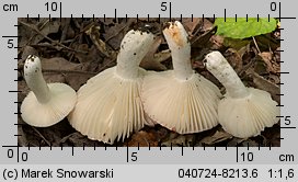 Russula luteotacta (gołąbek żółknący)