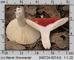 Russula luteotacta (gołąbek żółknący)