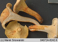 Cantharellus ferruginascens (pieprznik rdzewiejący)