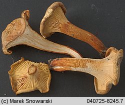 Cantharellus ferruginascens (pieprznik rdzewiejący)