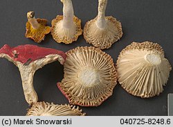 Russula luteotacta (gołąbek żółknący)