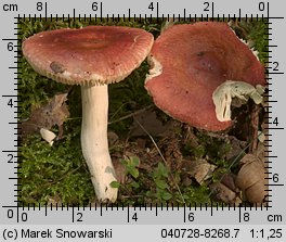 Unidentified-Russula