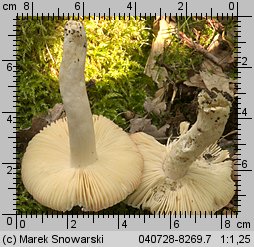 Unidentified-Russula