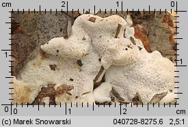 Heterobasidion annosum (korzeniowiec wieloletni)