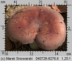 Unidentified-Russula