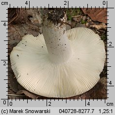 Unidentified-Russula