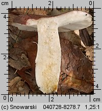 Unidentified-Russula