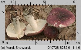 Unidentified-Russula